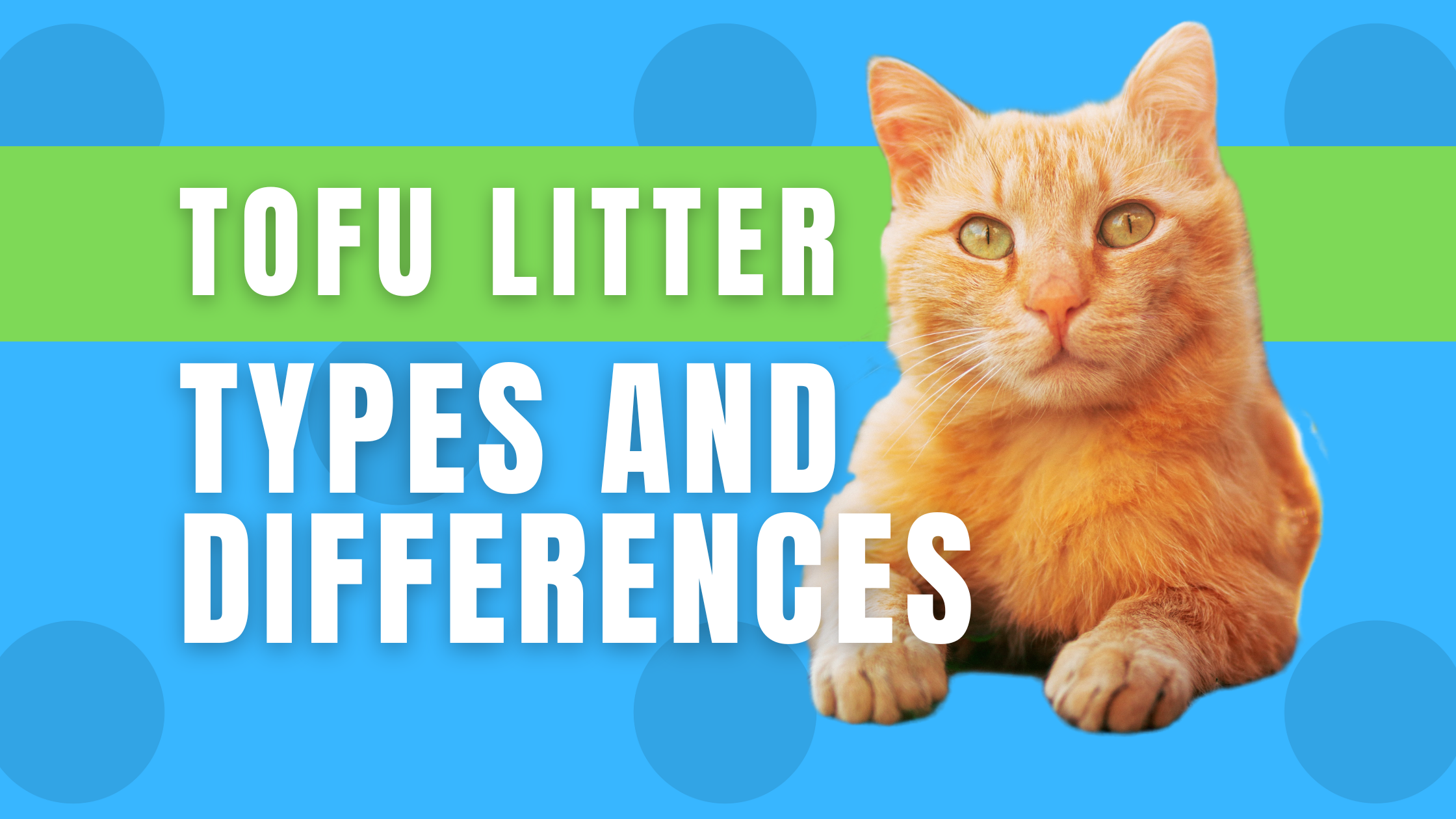 Understanding Tofu Litter Types and Differences FreshWhisker