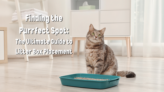 Finding the Purrfect Spot: Ultimate Guide to Litter Box Placement for Happy Cats
