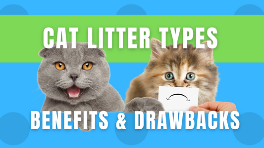 Different types of cat litter options, including Tofu Cat Litter, Wood and Feline Pine Litter, Natural Clay Litter, and Recycled Paper Litter