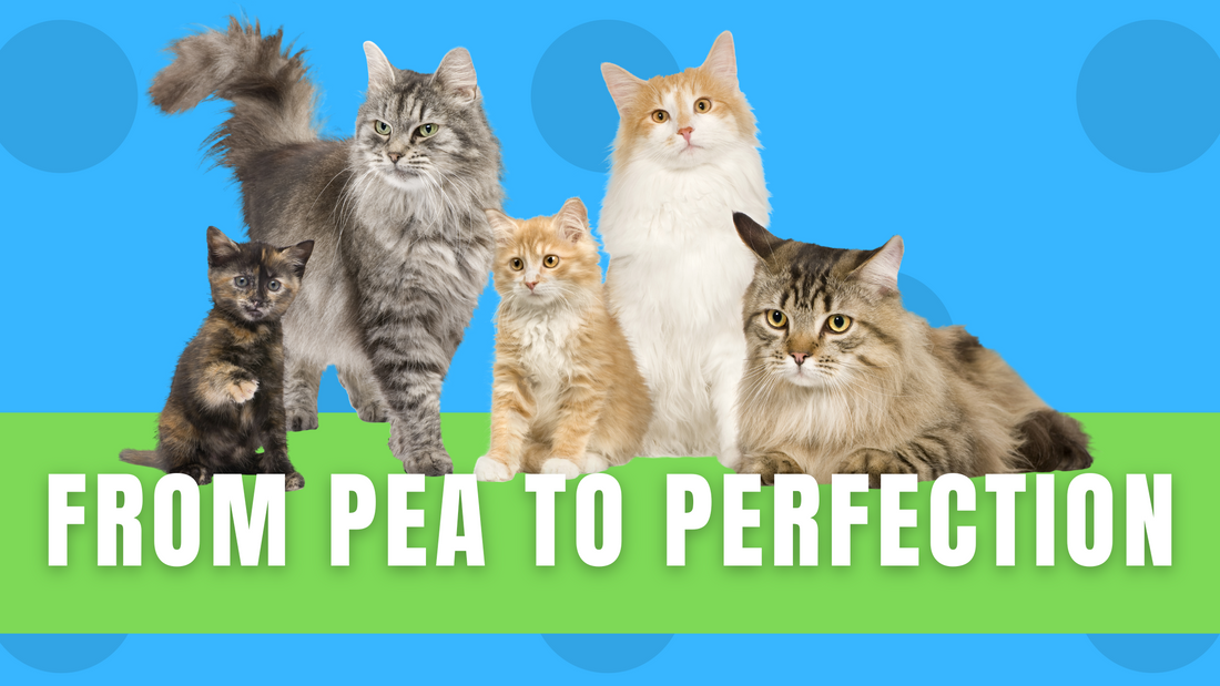 Unleashing the Power of PP: The Advantages of Pea-Produced Cat Litter