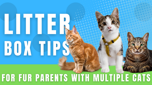 Litter Box Tips for Fur Parents with Multiple Cats