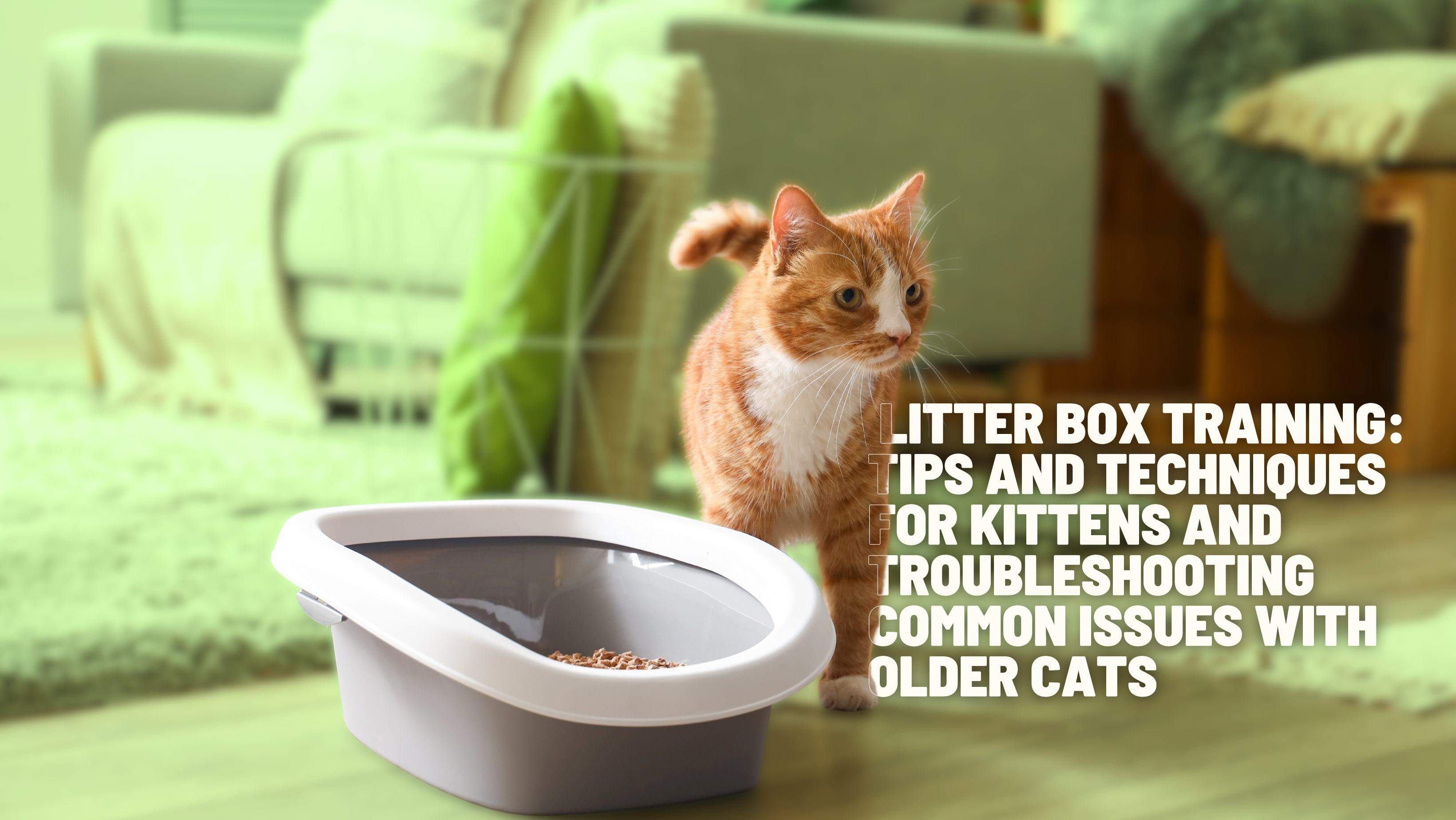 Illustration of Kitten Litter Box Training Tips