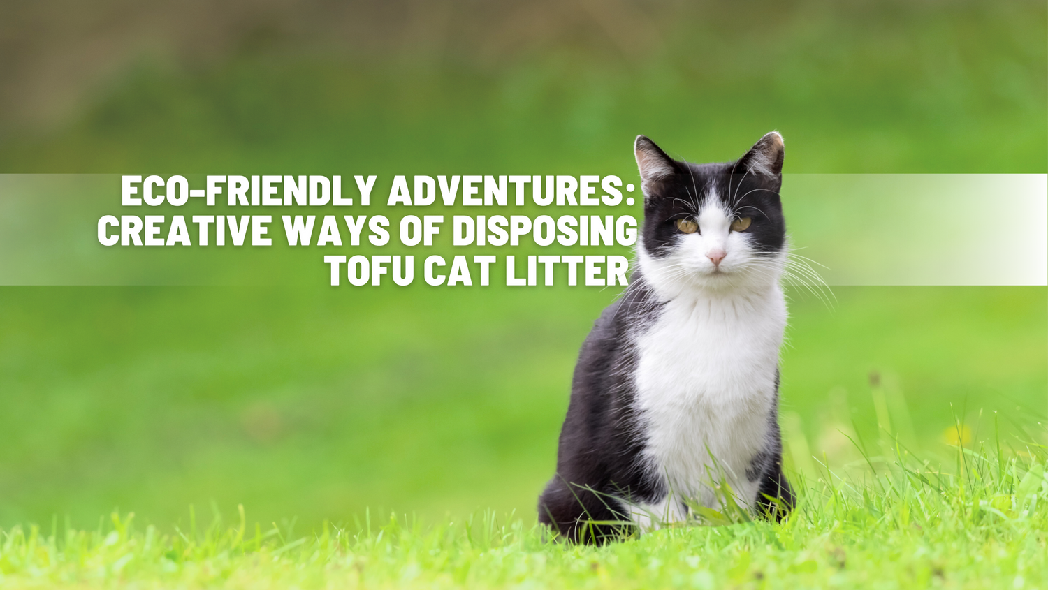 EcoFriendly Adventures Creative Ways of Disposing Tofu Cat Litter