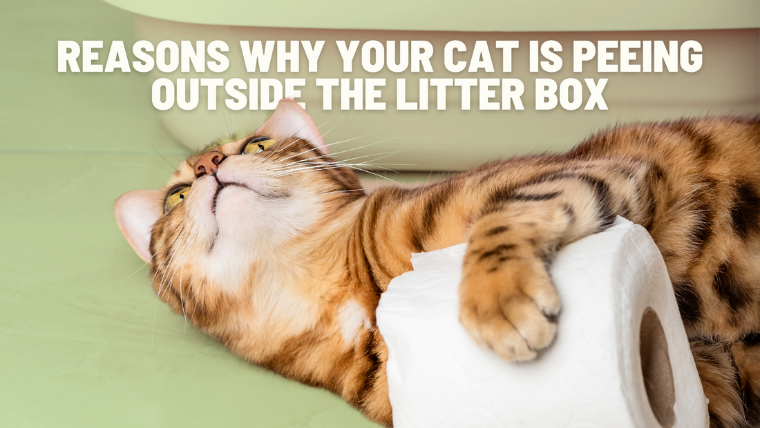 6 Reasons Why Your Cat Is Peeing Outside the Litter Box