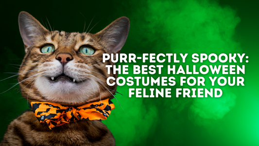 Purr-fectly Spooky: The Best Halloween Costumes for Your Feline Friend