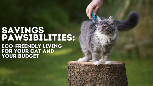 Savings Pawsibilities: Eco-Friendly Living for Your Cat and Your Budget