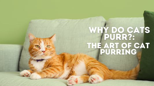 Why Do Cats Purr?: The Art Of Cat Purring