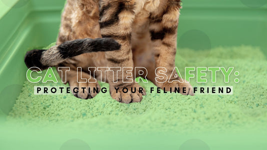 Safe Cat Litter Practices: Caring for Your Feline Companion