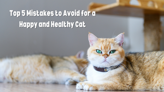 Top 5 Mistakes to Avoid for a Happy and Healthy Cat
